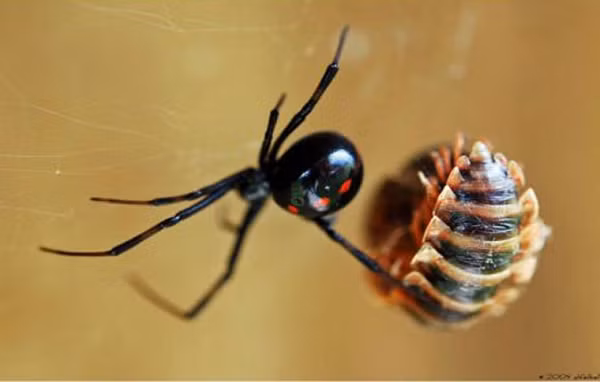 Nhện góa phụ đen (có tên khoa học là: Latrodectus Mactans) sinh sống nhiều nhất tại phía Nam nước Mỹ nhưng có thể bắt gặp chúng ở khắp nơi phía Tây bán cầu. Nọc độc của góa phụ đen cực kỳ nguy hiểm, mạnh gấp 15 lần rắn đuôi chuông.