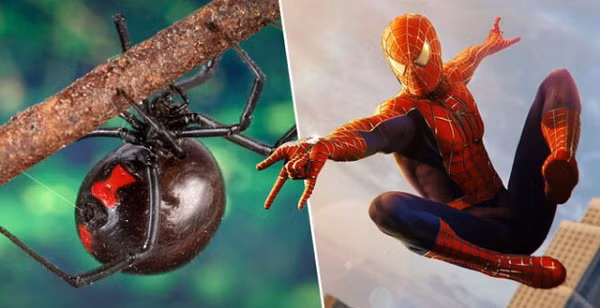 Tại thị trấn Chayanta, Tây Nam Bolivia vừa xảy ra một trường hợp hi hữu khiến ba cậu bé nhập viện trong tình trạng nguy kịch. Trong khi đang chăn cừu giúp gia đình, ba anh em 8, 10 và 12 tuổi đã tìm thấy một con nhện góa phụ đen và cùng nhau nảy ra ý tưởng cho con nhện cắn vào người để thành siêu nhân.