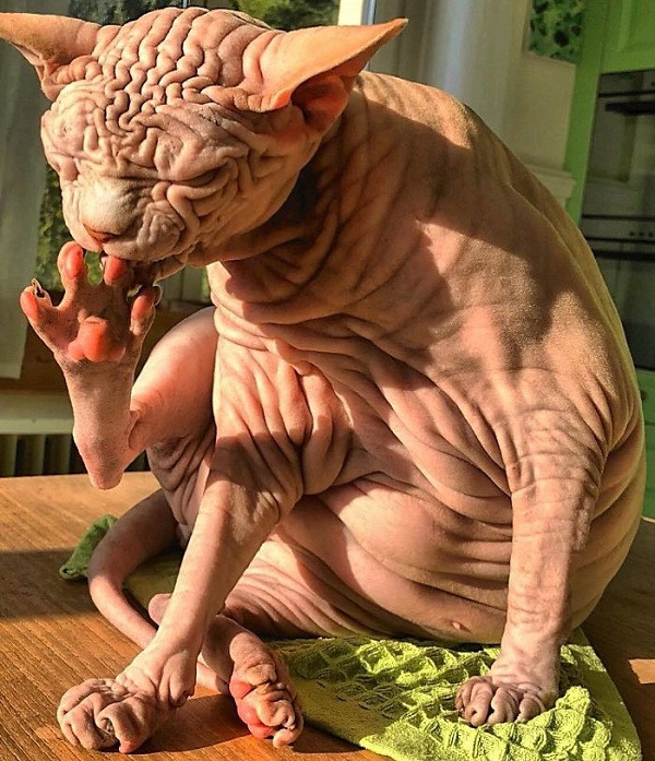 Giờ đây chú mèo này đã trở thành một ngôi sao trên mạng xã hội.