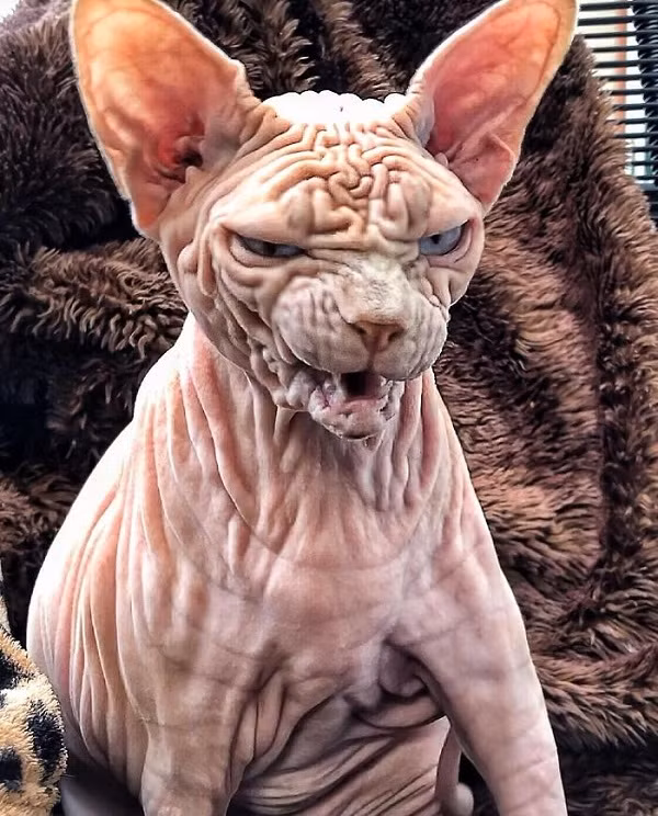 Chủ nhân thậm chí còn lập tài khoản Instagram và kênh YouTube cho Xherdan nhằm chia sẻ hình ảnh hằng ngày của chú mèo “kỳ dị” này.