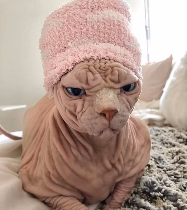 Những ngày đầu, Xherdan bị đem so sánh chú với nhiều đồ vật, động vật, họ nói cơ thể chú mèo này giống như bộ não, hay người ngoài hành tinh.