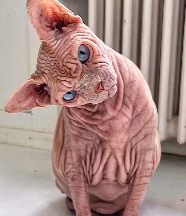 Hiện tại chú mèo có ngoại hình ghê rợn nhất thế giới này sở hữu fanpage hơn 31,2 nghìn lượt theo dõi.