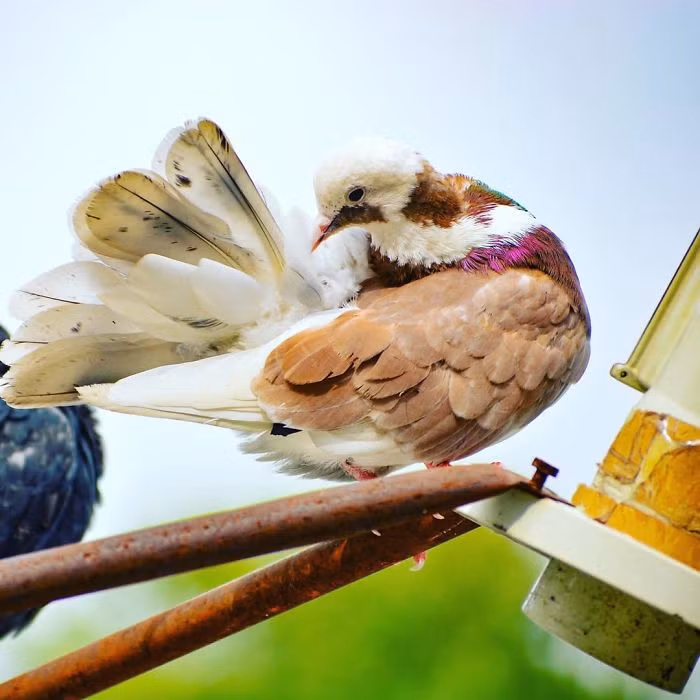 Bồ câu Roller trắng đỏ.