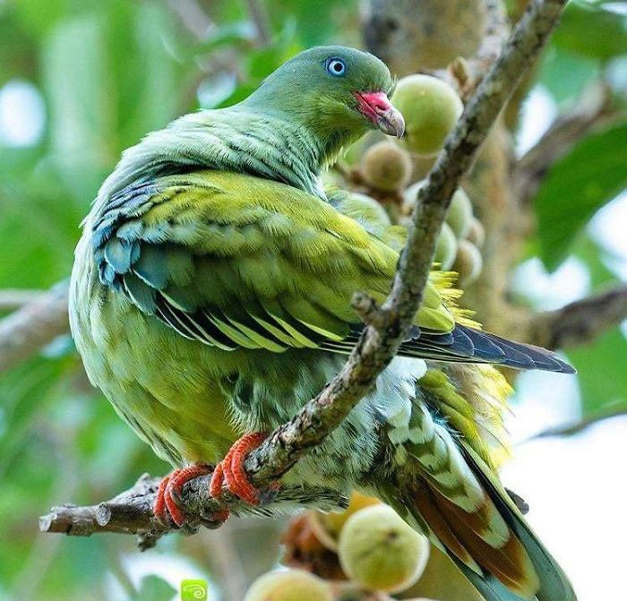 Chim bồ câu xanh châu Phi.