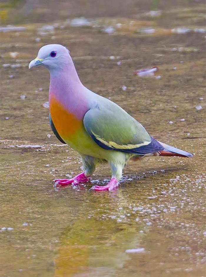 Chim bồ câu xanh cổ hồng.