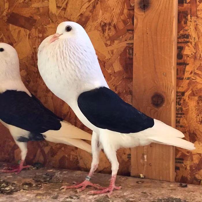 Loài bồ câu Voorburg Shield Cropper có hình dáng độc đáo.