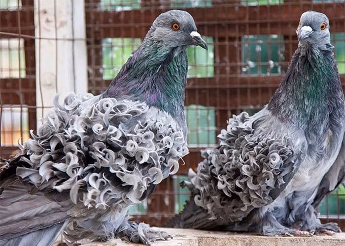 Bồ câu lông xù xám cũng được rất nhiều người săn đón vì quá xinh đẹp.