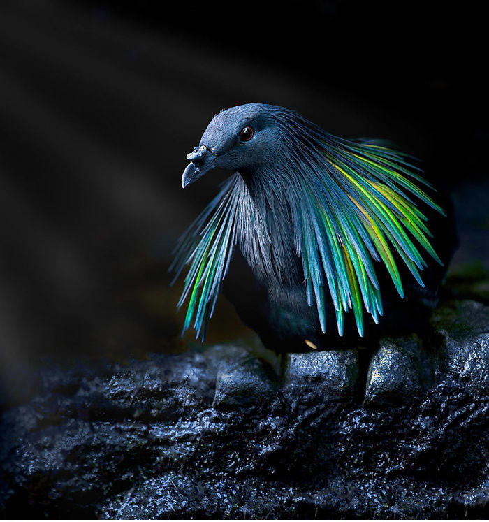 Bồ câu Nicoba với vẻ ngoài lãng tử, sang chảnh.