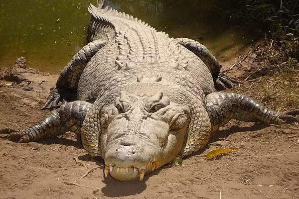 Các đầm lầy trên đảo là ngôi nhà tự nhiên rộng lớn của rất nhiều loài cá sấu nước mặn khổng lồ, khi phát hiện con mồi chúng sẽ nhanh chóng lao lên khỏi mặt nước và hạ gục trong phút chốc.