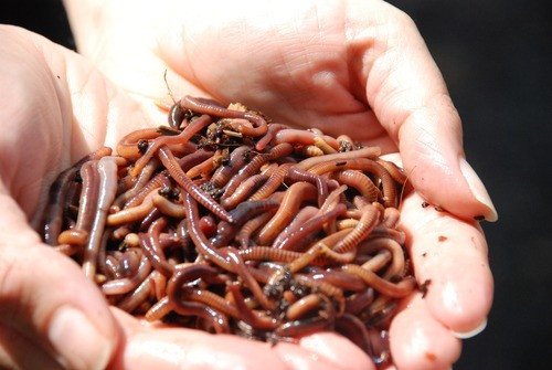 Giun được nuôi phía dưới bể phốt, khi ăn phân chúng thải ra nước, khí CO2 và chất thải. Chất thải của giun có ít các chất độc hại hơn so với phân người. Nước do giun thải ra khi thấm xuống đất sẽ được lọc tự nhiên, do vậy không cần phải xử lý thêm.