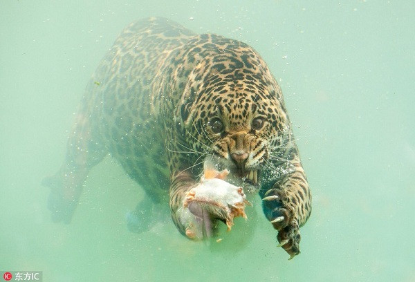 ''Chưa bao giờ thấy báo hung dữ mà lại ngộ nghĩnh thế này'', ''Khuôn mặt mua vui quá'',...là những bình luận của cư dân mạng dành cho màn săn mồi này.