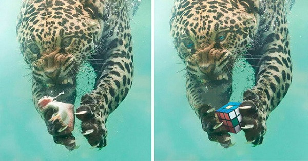 Hay thậm chí là chơi rubik thế này.