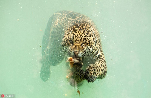 Báo đốm tiếp tục lao nhanh trong làn nước và xé xác con cá, nhai nuốt vô cùng ngon miệng.