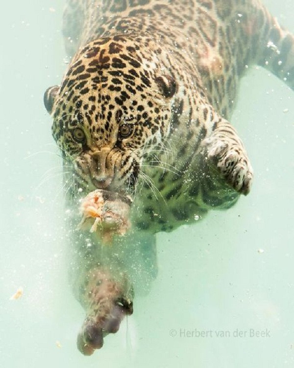 Được biết, chùm ảnh sinh động này được ghi lại bởi nhiếp ảnh gia Herbert van der Beek trong chuyến ghé thăm vườn thú Zoo de Bordeaux Pessac,Pháp.