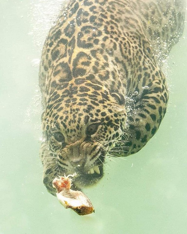 Trong hình, con báo đốm giương nanh múa vuốt, đôi mắt mở to nhắm tới con mồi, chỉ nhìn thôi đã thấy sức mạnh vô biên. Nhưng không hiểu sao khuôn mặt đáng sợ này lại bị cư dân mạng đánh giá là có phần ''ngố ngố'' và đáng yêu.