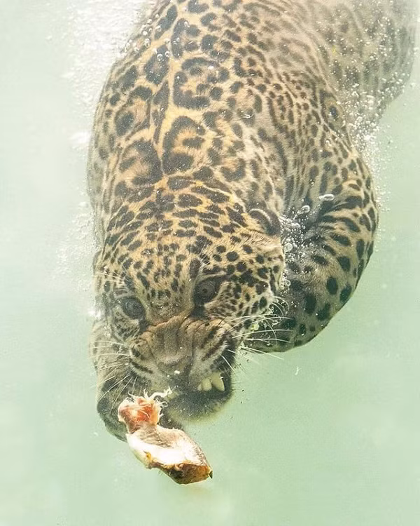 Trong hình, con báo đốm giương nanh múa vuốt, đôi mắt mở to nhắm tới con mồi, chỉ nhìn thôi đã thấy sức mạnh vô biên. Nhưng không hiểu sao khuôn mặt đáng sợ này lại bị cư dân mạng đánh giá là có phần ''ngố ngố'' và đáng yêu.