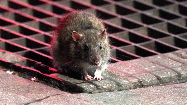 COVID-19: Nguy co xuat hien loai chuot dang so nhu phim kinh di