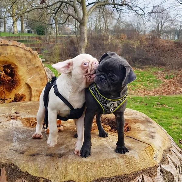 Được biết, trên thế giới hiện chỉ có chưa đến 100 con thuộc giống "chó hồng" này.