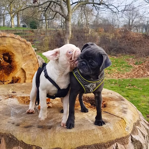 Được biết, trên thế giới hiện chỉ có chưa đến 100 con thuộc giống "chó hồng" này.