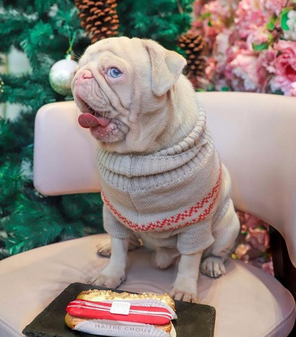 Hiện tại, trang cá nhân của Milkshake thu hút hơn 75.000 người theo dõi. Đa phần đều tỏ ra vô cùng ngạc nhiên hoặc "thả" bình luận khen ngợi ở những bức hình đáng yêu của chú chó.