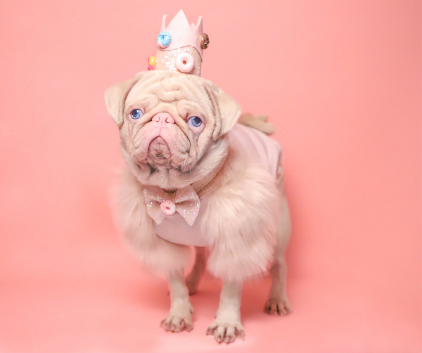 Một chú chó pug sở hữu bộ lông màu hồng đang gây xôn xao mạng xã hội, khiến nhiều người thích thú. Chú chó có tên Milkshake, 17 tháng tuổi và hiện đang sống cùng chủ tại London, Anh.