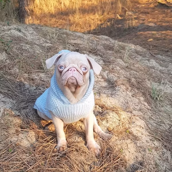 Maria cho biết chú chó đặc biệt của cô luôn mang lại niềm vui cho cô và những người xung quanh. Milkshake được theo cô chủ đi khắp mọi nơi từ công ty đến khu vui chơi.