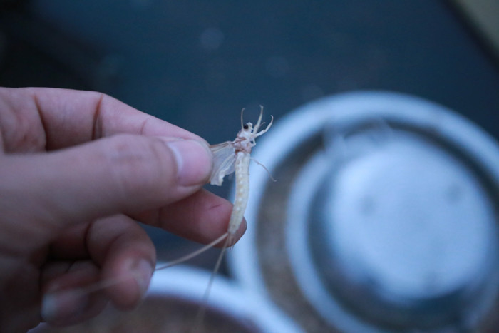 Đây là loài vật vốn rất nổi tiếng với người dân vùng sông nước sống xung quanh sông Hồng nhưng lại rất ít người biết đến.