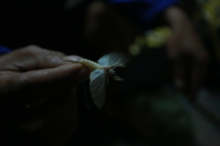 Ấu trùng vờ vờ sống trong nước, có thể sống từ 1 đến 3 năm. Sau khi lột xác lên bờ chúng chỉ có thể sống trong vài giờ ngắn ngủi nên được coi là quán quân chết yểu.