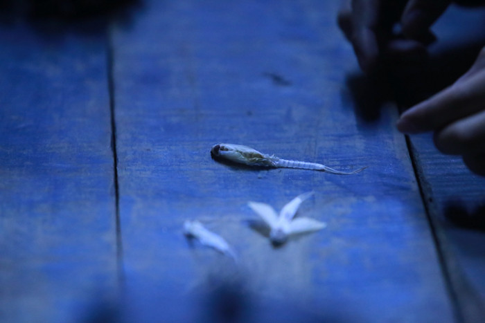 Vờ vờ là loài thuộc phù du là nhóm côn trùng tương đối nguyên thủy, thể hiện một số đặc điểm cổ xưa có lẽ đã hiện diện ở những côn trùng bay đầu tiên.