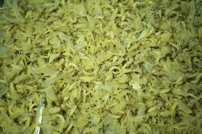 Vờ vờ cánh mỏng, bay yếu, chỉ bay là là trên mặt nước. Ấu trùng vờ vờ được cho là sống ở nước ngọt và chỉ sống được ở vùng nước sạch, không bị ô nhiễm.