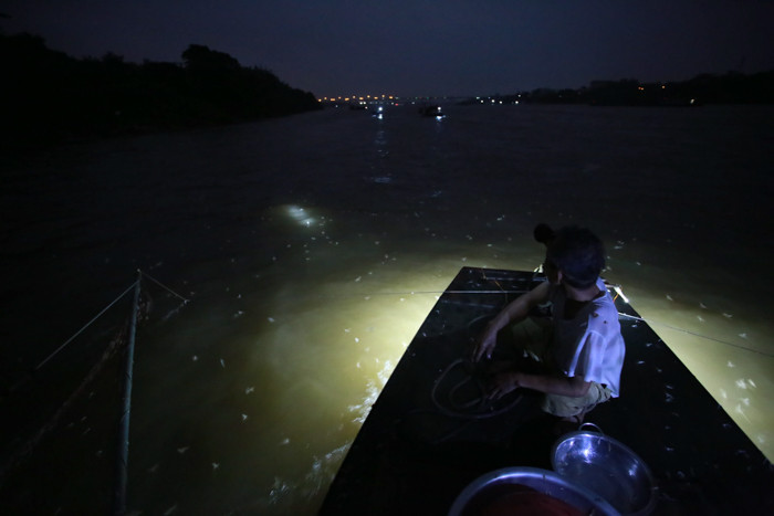 Vờ vờ ra nhiều nhất vào khoảng 5h30 sáng. Cách đây vài năm, lượng vờ vờ bị giảm đi đáng kể, đến năm nay thì có gia tăng đôi chút.