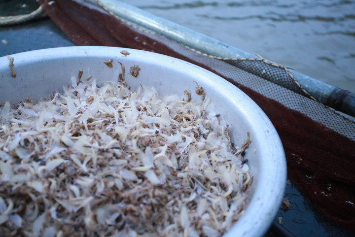 Do số lượng đánh bắt ít, giá của vờ vờ khá cao và thường ít khi có ngoài chợ.