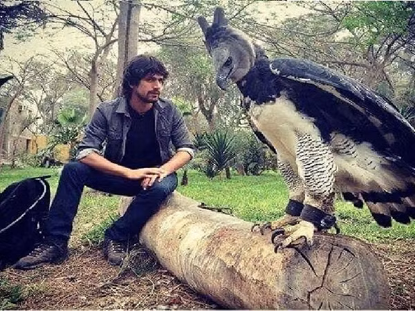 Thực chất, đây được xem là một trong những chú đại bàng lớn nhất thế giới có tên gọi là Harpy. Nhìn hình ảnh này cũng đủ thấy đại bàng Harpy to lớn đến thế nào, kích thước của nó ngang với một người trưởng thành.