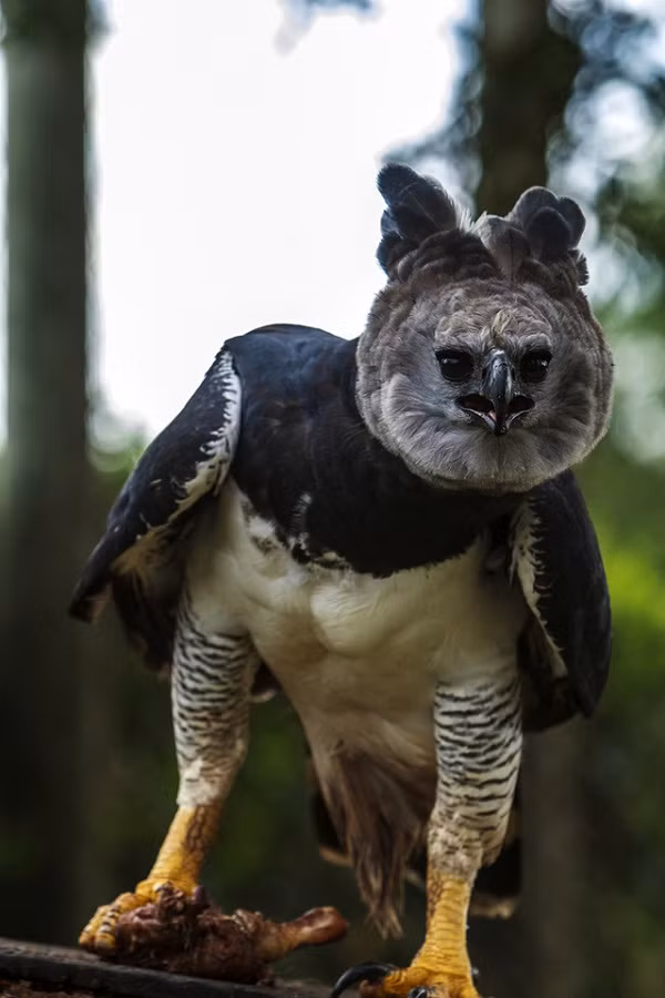 Nhiều người ban đầu còn cho rằng đây là hình tượng được người đóng giả, nhưng khi chứng kiến thêm nhiều hình ảnh thực tế của loài vật này mới thực sự tin rằng đây quả là " Thần Điêu Đại Hiệp phiên bản đời thực".