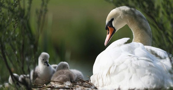 Với một số con, chúng không chết nhưng sau đó có thể sẽ tìm đến nơi khác để sống, nhập vào đàn mới hoặc ở lại chỗ cũ.