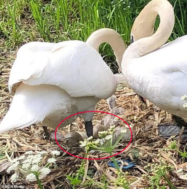 Nhà bảo vệ động vật phát hiện trong tổ chim chỉ còn một quả lành lặn sót lại.