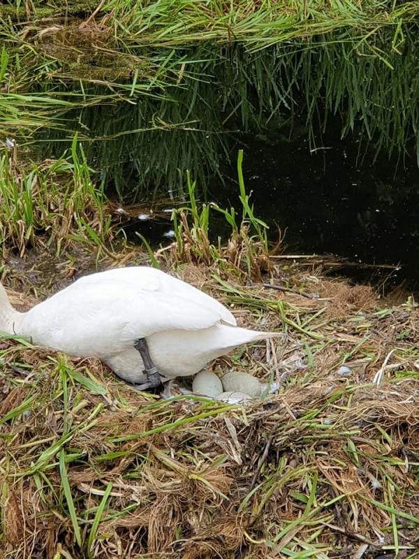 Hiện phía cảnh sát đang điều tra vụ việc và bước đầu đã tìm ra một số nghi phạm.