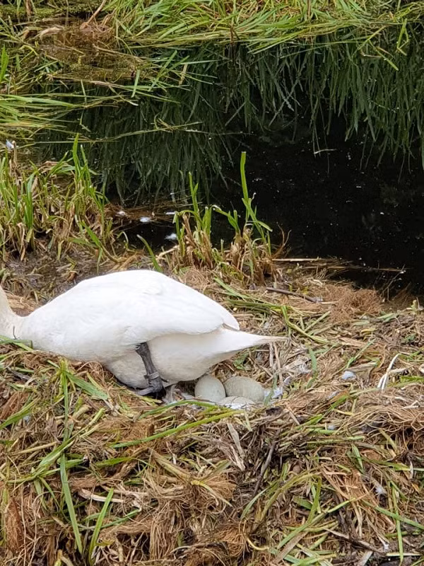 Hiện phía cảnh sát đang điều tra vụ việc và bước đầu đã tìm ra một số nghi phạm.