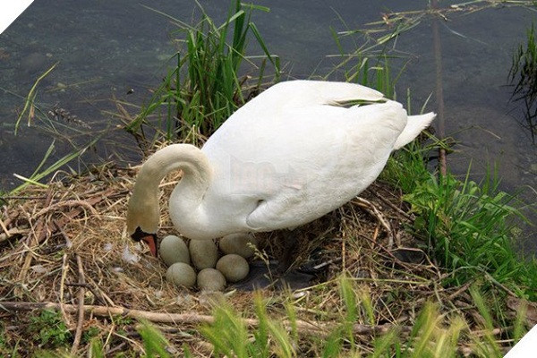 Daily Mail đưa tin một con chim thiên nga mẹ đã chết sau khi tổ trứng chưa nở của nó bị một nhóm thiếu niên đập vỡ bằng gạch đá. Vụ việc này xảy ra vào 20/05 ở Bolton, Greater Manchester (Anh).