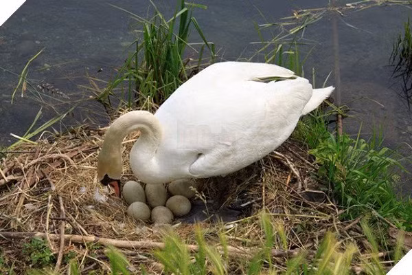 Daily Mail đưa tin một con chim thiên nga mẹ đã chết sau khi tổ trứng chưa nở của nó bị một nhóm thiếu niên đập vỡ bằng gạch đá. Vụ việc này xảy ra vào 20/05 ở Bolton, Greater Manchester (Anh).