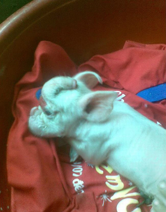 Từng một thời gây xôn xao cộng đồng mạng là hình ảnh con heo hình đầu voi khá quái lạ ở Sóc Trăng. Theo miêu tả của chủ nhân là chị Trần Phương Hoa Thảo, con heo này có gương mặt và mũi dài y như của voi mặc dù thân mình vẫn là loài heo.