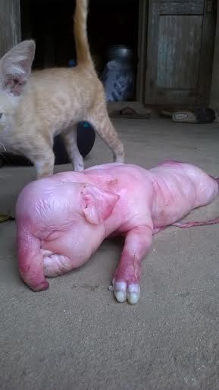 Cũng trong năm 2015 thông tin con heo nái đẻ ra heo con có... "vòi voi" đã thu hút không chỉ trong thôn Đạm Thủy Bắc, xã Đức Minh, huyện Mộ Đức, Quảng Ngãi, mà nhiều người dân hiếu kỳ ở vùng lân cận cũng rủ nhau đến xem.