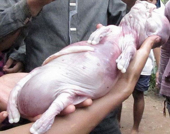 Người dân Bình Phước từng một thời gian xon xao với chú heo con kì dị nặng chưa tới 1kg nhưng lại có đầu giống người, không có lông và da thì cũng giống da người. Chỉ có tai, chân và mồm là giống loài heo