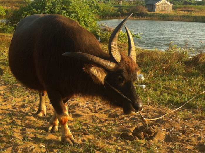 Trâu ba sừng ở Bến Tre.