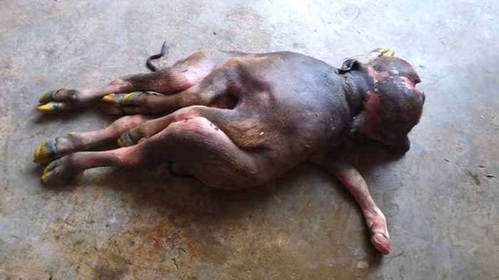 Mọi người bàn anh chị gọi thú y tiêm thuốc kích thích cho trâu mẹ đẻ mau và khi tiêm xong thì trâu mẹ đẻ ra một "dị vật" có 8 chân, 2 đầu, 2 thân dính liền. Con vật đã tử vong trước khi rời khỏi bụng mẹ