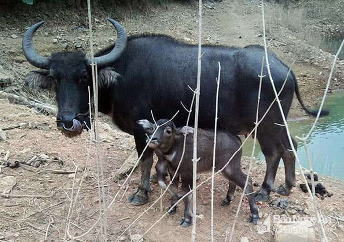 Tháng 2/2018, nhiều người dân hiếu kỳ đã chèo thuyền vào khu vực lòng hồ để tận mắt chứng kiến con nghé đực có 5 chân. Chủ nhân của con trâu này là anh Vi Thái San, trú tại bản Vẻ, xã Yên Na, huyện Tương Dương tỉnh Nghệ An. Anh San cho biết, con nghé đực 5 chân được sinh vào khoảng đầu tháng 2, chân thứ 5 của con nghé này mọc thêm ở trước chân bên phải. Nó có đầy đủ các bộ phận như móng, đùi… nhưng không có tác dụng cho việc di chuyển.