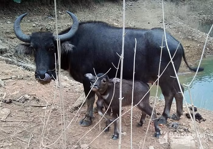 Tháng 2/2018, nhiều người dân hiếu kỳ đã chèo thuyền vào khu vực lòng hồ để tận mắt chứng kiến con nghé đực có 5 chân. Chủ nhân của con trâu này là anh Vi Thái San, trú tại bản Vẻ, xã Yên Na, huyện Tương Dương tỉnh Nghệ An. Anh San cho biết, con nghé đực 5 chân được sinh vào khoảng đầu tháng 2, chân thứ 5 của con nghé này mọc thêm ở trước chân bên phải. Nó có đầy đủ các bộ phận như móng, đùi… nhưng không có tác dụng cho việc di chuyển.