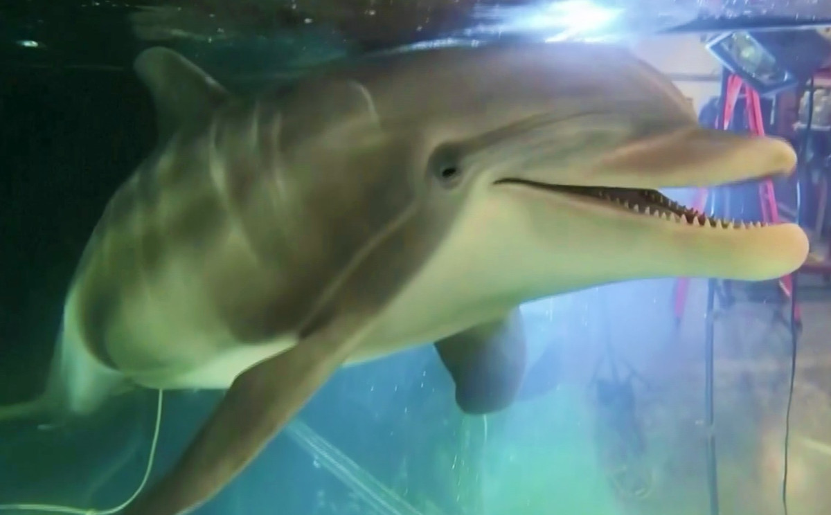 Bên cạnh đó, công ty Edge Innovations cũng hỗ trợ một chú cá heo robot dài 2,5 m, nặng 250 kg cho một chương trình hợp tác giữa các trường học và dự án giáo dục nhân đạo Teachkind, một dự án của Hiệp hội Những người vì hành vi nhân đạo với động vật (PETA).