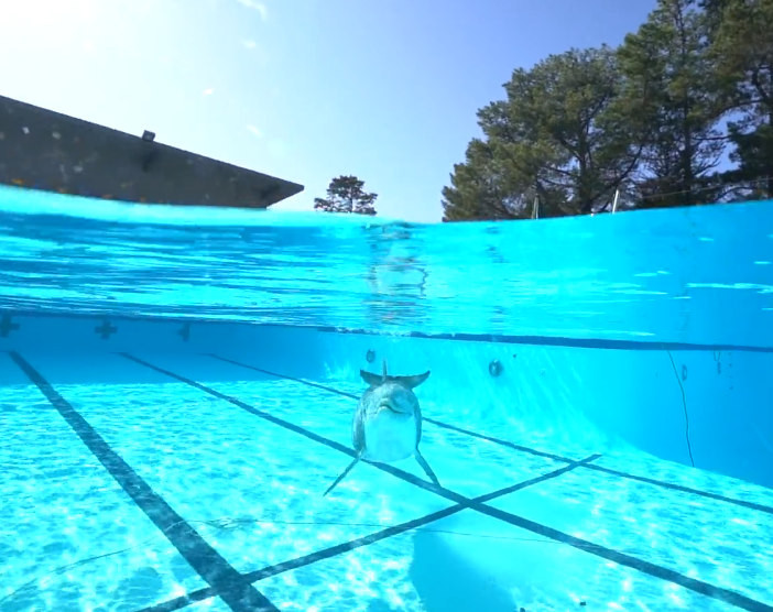 Trải nghiệm tìm hiểu và tiếp xúc với cá heo rất được ưa chuộng. Bằng chứng là hiện tại, khoảng 3.000 con cá heo đang được nuôi nhốt chỉ để phục vụ cho trải nghiệm này.