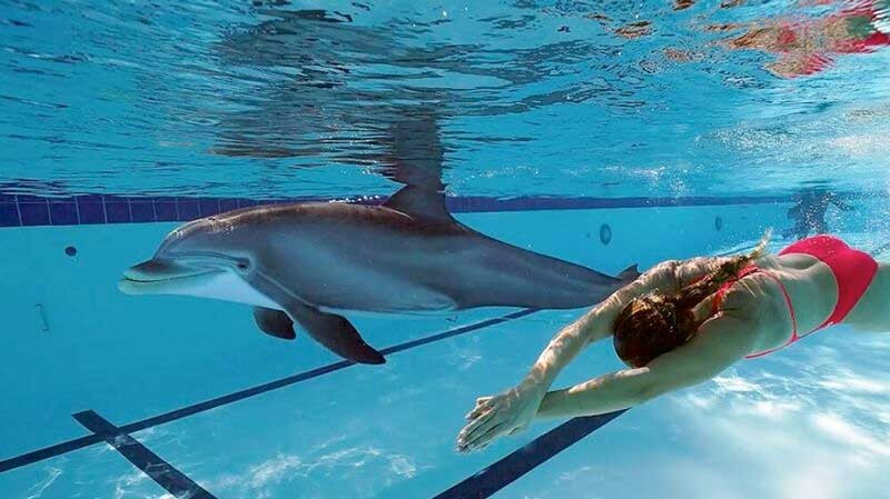 Công ty này tham vọng có thể tạo ra những con robot mang hình dáng của các loài sinh vật biển hoặc thậm chí là những loài bò sát thuộc kỷ Jura hàng triệu năm về trước.